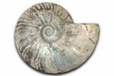 Silver Iridescent Ammonite (Cleoniceras) Fossil - Madagascar #345593-1